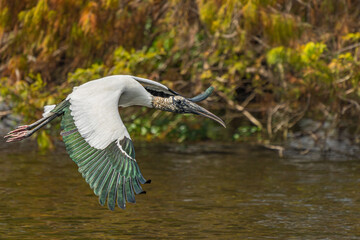 Wood Stork in Flight