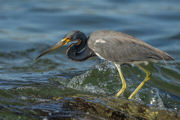 Tricolored Heron