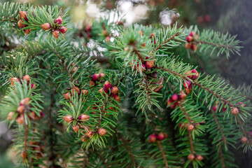 Horizontal close-up picture of a green spruce tree branch at autumn daytime. selective focus...
