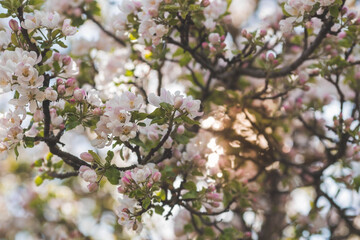 Apple blossoms in the beautiful sunset light. Spring, nature wallpaper. A blooming apple tree in the garden. Blooming white flowers on the branches of a tree. Macro photography.