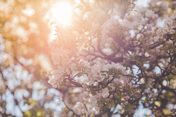 Apple blossoms in the beautiful sunset light. Spring, nature wallpaper. A blooming apple tree in the garden. Blooming white flowers on the branches of a tree. Macro photography.
