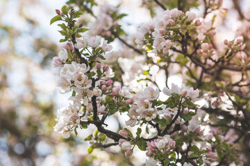 Apple blossoms in the beautiful sunset light. Spring, nature wallpaper. A blooming apple tree in the garden. Blooming white flowers on the branches of a tree. Macro photography.