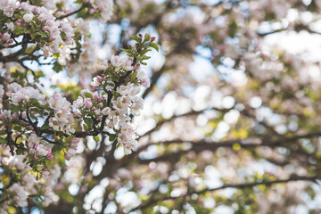 Apple blossoms in the beautiful sunset light. Spring, nature wallpaper. A blooming apple tree in the garden. Blooming white flowers on the branches of a tree. Macro photography.