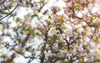 Apple blossoms in the beautiful sunset light. Spring, nature wallpaper. A blooming apple tree in the garden. Blooming white flowers on the branches of a tree. Macro photography.