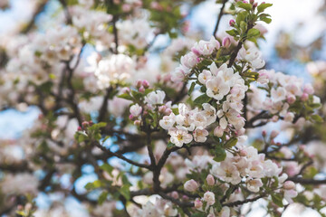 Fototapeta premium Apple blossoms in the beautiful sunset light. Spring, nature wallpaper. A blooming apple tree in the garden. Blooming white flowers on the branches of a tree. Macro photography.