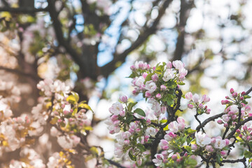 Apple blossoms in the beautiful sunset light. Spring, nature wallpaper. A blooming apple tree in the garden. Blooming white flowers on the branches of a tree. Macro photography.