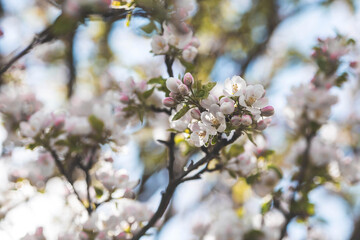 Apple blossoms in the beautiful sunset light. Spring, nature wallpaper. A blooming apple tree in the garden. Blooming white flowers on the branches of a tree. Macro photography.