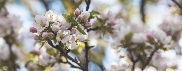 Apple blossoms in the beautiful sunset light. Spring, nature wallpaper. A blooming apple tree in the garden. Blooming white flowers on the branches of a tree. Macro photography.