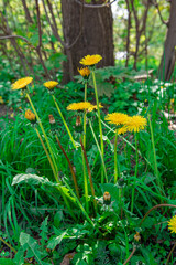 Blooming dandelions. Pluck wild flowers. Collect flowers. Close-up. hand holding dandelion