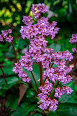 Small purple flowers. Close-up. spring bloom