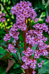 Small purple flowers. Close-up. spring bloom. selective focus