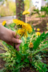 Blooming dandelions. Pluck wild flowers. Collect flowers. Hand tearing dandelions. Close-up. hand holding dandelion