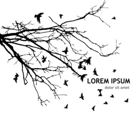 Realistic illustration with silhouettes of three birds - crows or ravens sitting on tree branch without leaves and flying, isolated on white background - vector