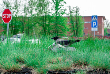 The crow took the bag out of the trash can. Close up portrait of a crow. Side view.
Black bird in...