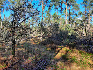 Colored leaves and trees through the sunlight in the forest on the Veluwe