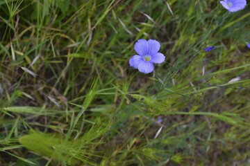 Delicate mountain blue flower.Perennial flax pleases with cornflower flowers.Russia.