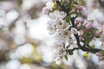 Apple blossoms in the beautiful sunset light. Spring, nature wallpaper. A blooming apple tree in the garden. Blooming white flowers on the branches of a tree. Macro photography.