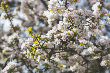 Apple blossoms in the beautiful sunset light. Spring, nature wallpaper. A blooming apple tree in the garden. Blooming white flowers on the branches of a tree. Macro photography.
