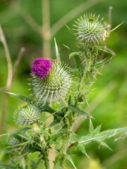 selective focus of a pink milk thistle flower (Silybum marianum) with blurred background