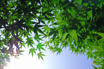 Obraz premium Fresh green maple leaves that overlap like a canopy under the clear blue sky