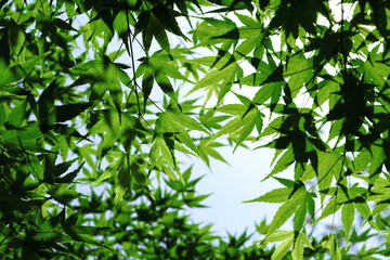 Fresh green maple leaves that overlap like a canopy under the clear blue sky