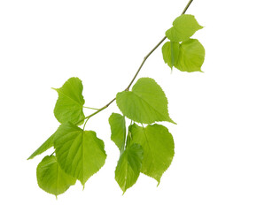 Linden tree branch with fresh green spring leaves isolated on white background