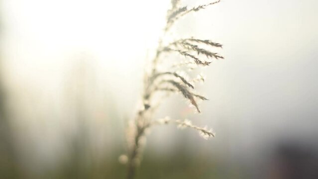 el trigo esta ne una tarde asoleada
