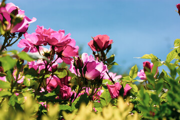 Shrub roses with pink fragrant flower buds against blue sky in spring or summer day. Blossoming flowers in botanical garden, rosarium, flower bed. Horticulture, gardening, plants care. Floral postcard