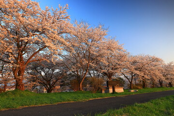 Fototapeta premium 岩手県花巻市 満開のイギリス海岸の桜並木