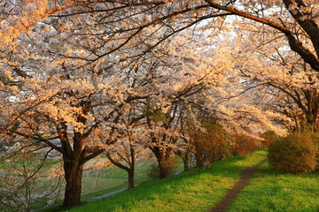 Fototapeta premium 岩手県花巻市 満開のイギリス海岸の桜並木