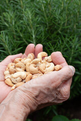 fresh cashew nuts in elderly woman's hands