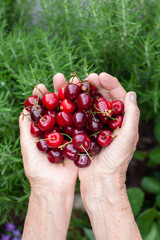 heap of fresh cherries in old woman's hands