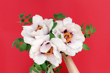 Soft focus Close up of a bouquet of beautiful white peonies in female hands on a red background. Top view. The concept of spring and naturalness. Copy space.