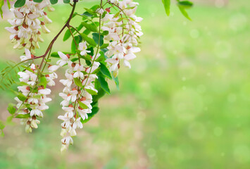 Blooming white acacia on a green blurred grass background. Summer light delicate floral background, copy space