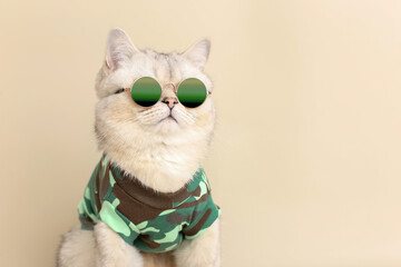 A portrait of cute stylish cat in sunglasses and a military-style T-shirt, on a beige background