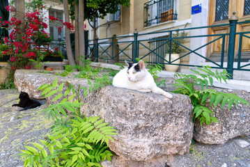 Cats rest on stone steps in a beautiful Greek courtyard. close up