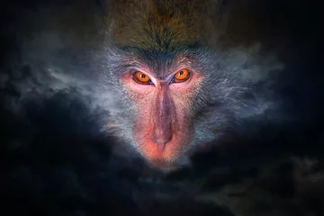 Gordijnen Wicked monkey portrait © watman