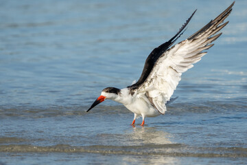 Black Skimmer Landing
