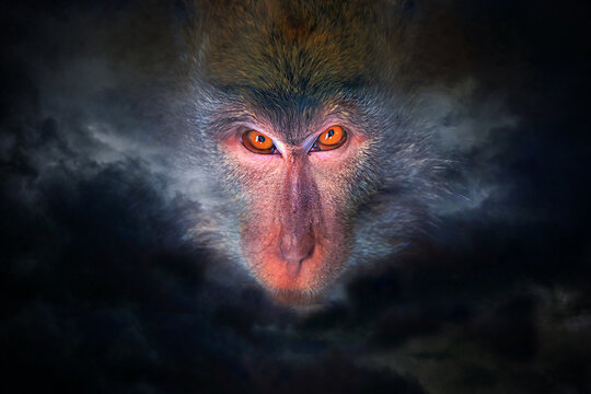 Wicked monkey portrait