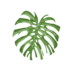 Liść monstery, roślina tropikalna, monstera deliciosa - ilustracja wektorowa © KR Studio