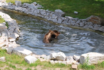 two brown bears are swimming, playing in a pond surrounded by stones. Greenery around. Zoo, happy bears, nature conservation, education, fun. - obrazy, fototapety, plakaty