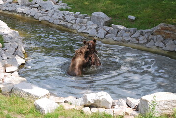 two brown bears are swimming, playing in a pond surrounded by stones. Greenery around. Zoo, happy bears, nature conservation, education, fun. © TK_Office