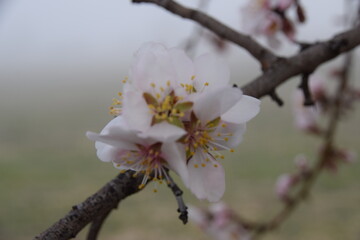 flower pink