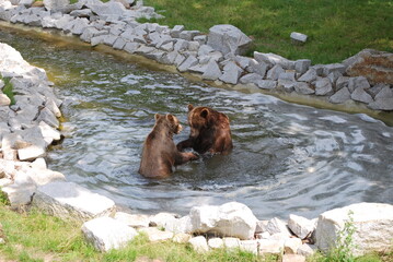 two brown bears are swimming, playing in a pond surrounded by stones. Greenery around. Zoo, happy bears, nature conservation, education, fun. © TK_Office