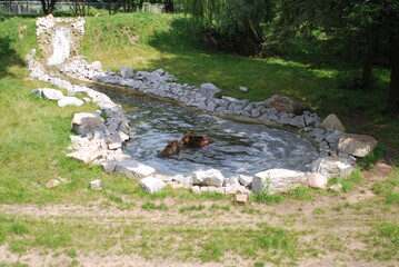 two brown bears are swimming, playing in a pond surrounded by stones. Greenery around. Zoo, happy...