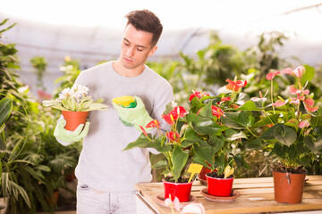 Young man working in greenhouse, spraying flowering Saintpaulia with fertilizer for better growth