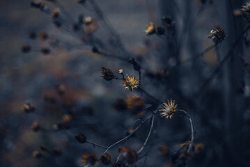 flowers in the meadow