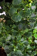 fresh dense foliage natural green leaves of  the geranium aralia or Coffeetree (Polyscias guilfoylei) plant with unique shape