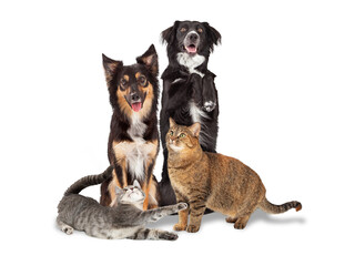 Playful Pet Cats and Dogs Together Isolated