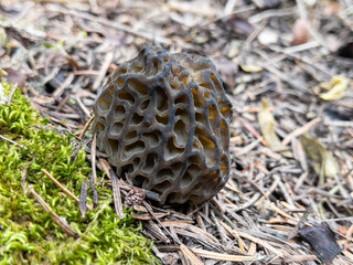 morel mushroom growing in its natural environment